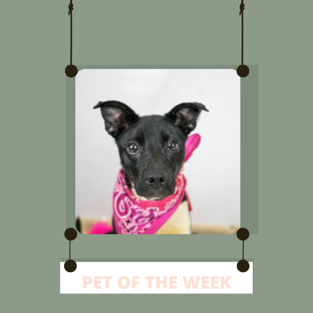 Pet Of the Week Pauline