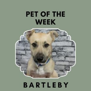 Meet Bartleby
