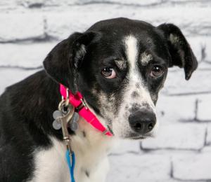 Mostly Mutts Rescue of the week - Freckles