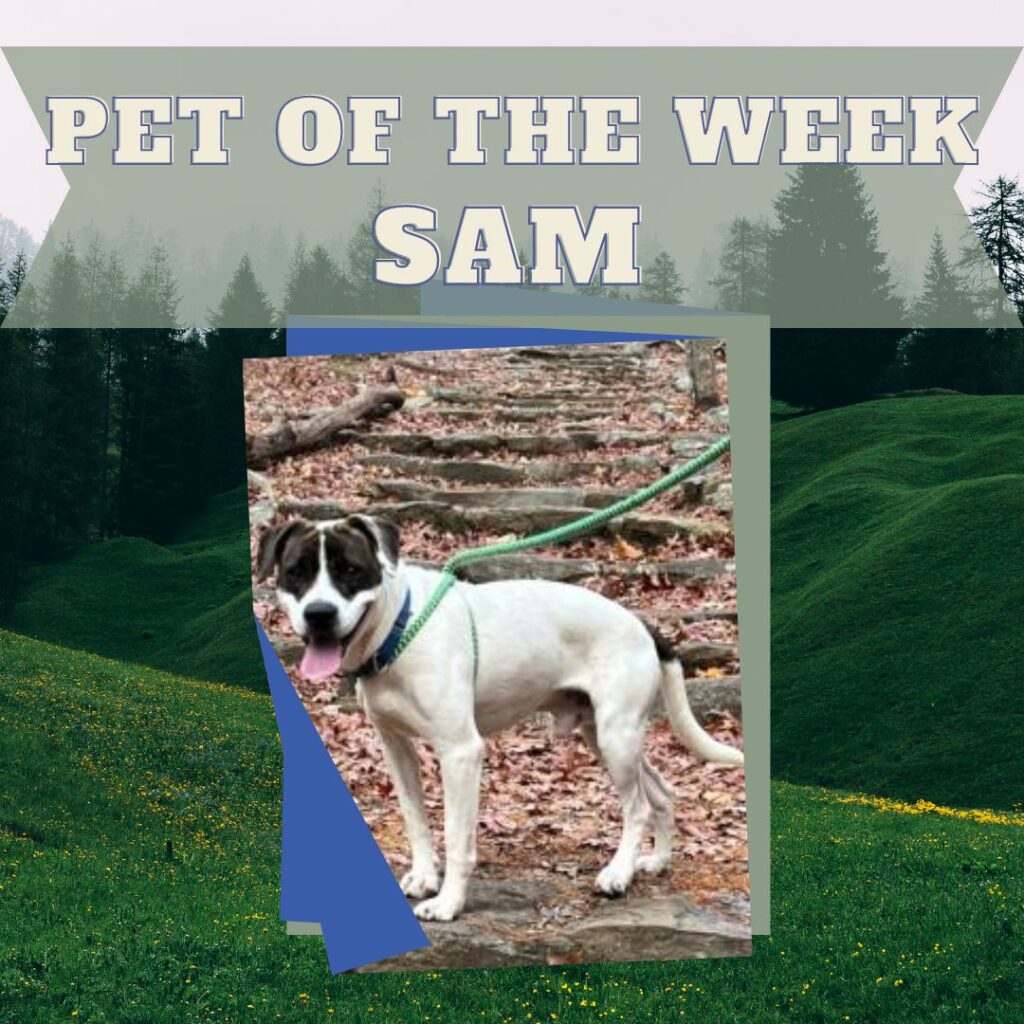 Pet of the Week - Sam