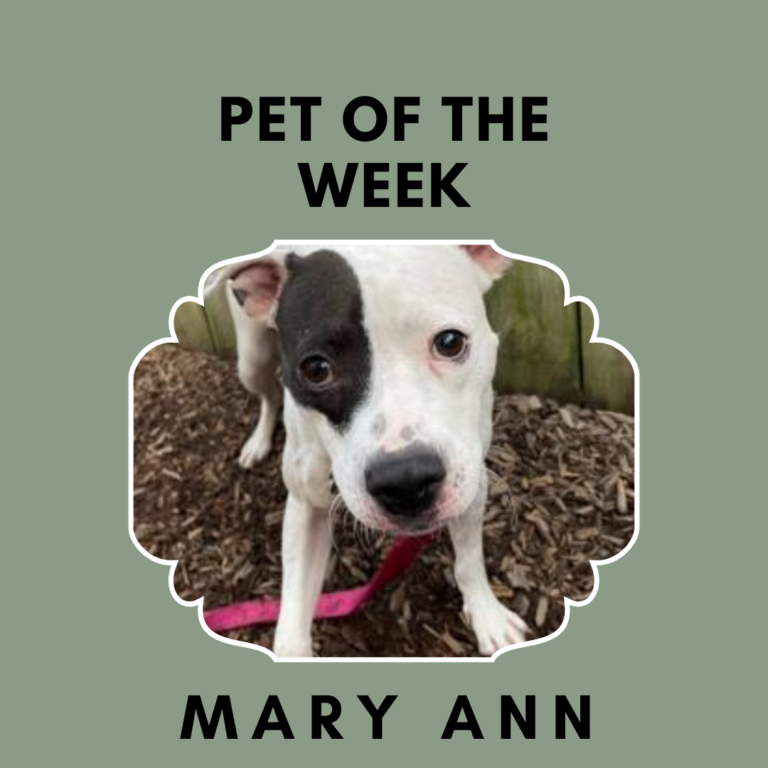 Pet of the Week Mary Ann