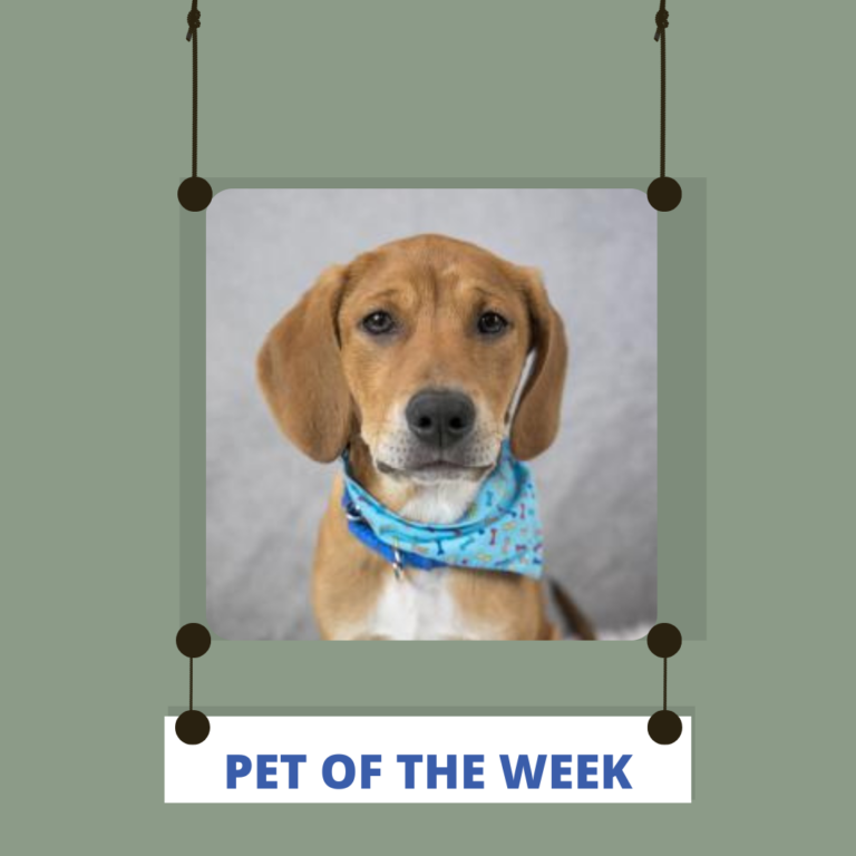 Mostly Mutts Pet of the Week Blizz