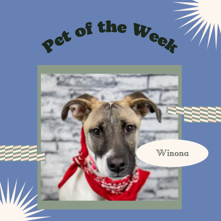 Mostly Mutts Rescue Pet of the Week Winona