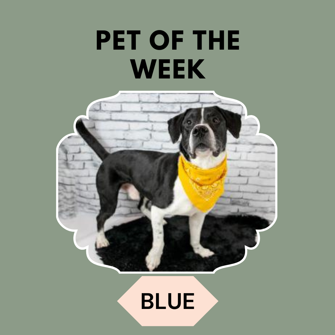 Pet of the Week - Blue