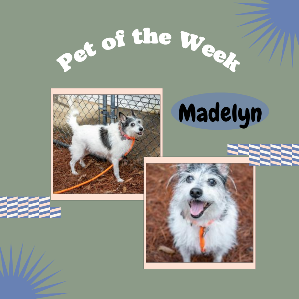 Rescue Pet of the Month Madelyn