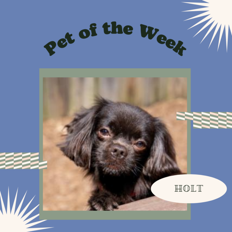 Pet of the Week Holt