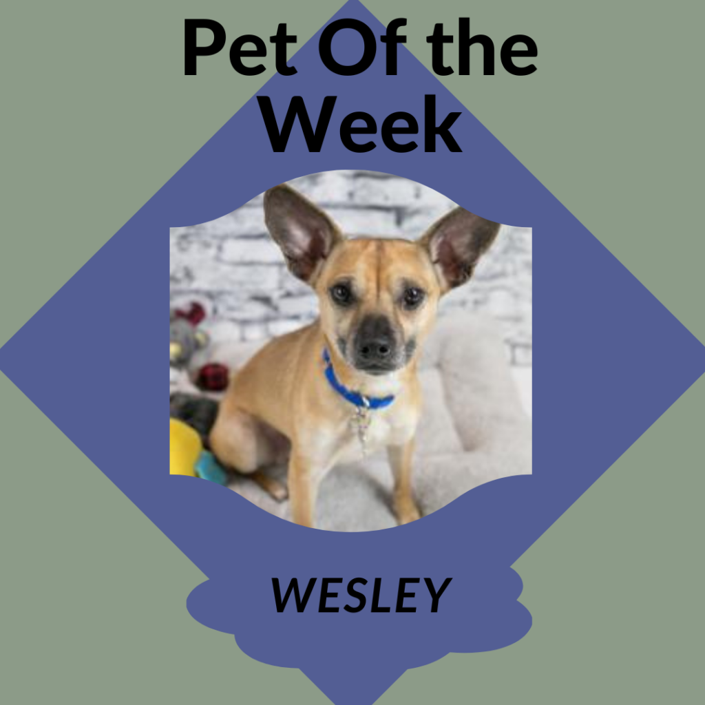 Pet of the Week Wesley